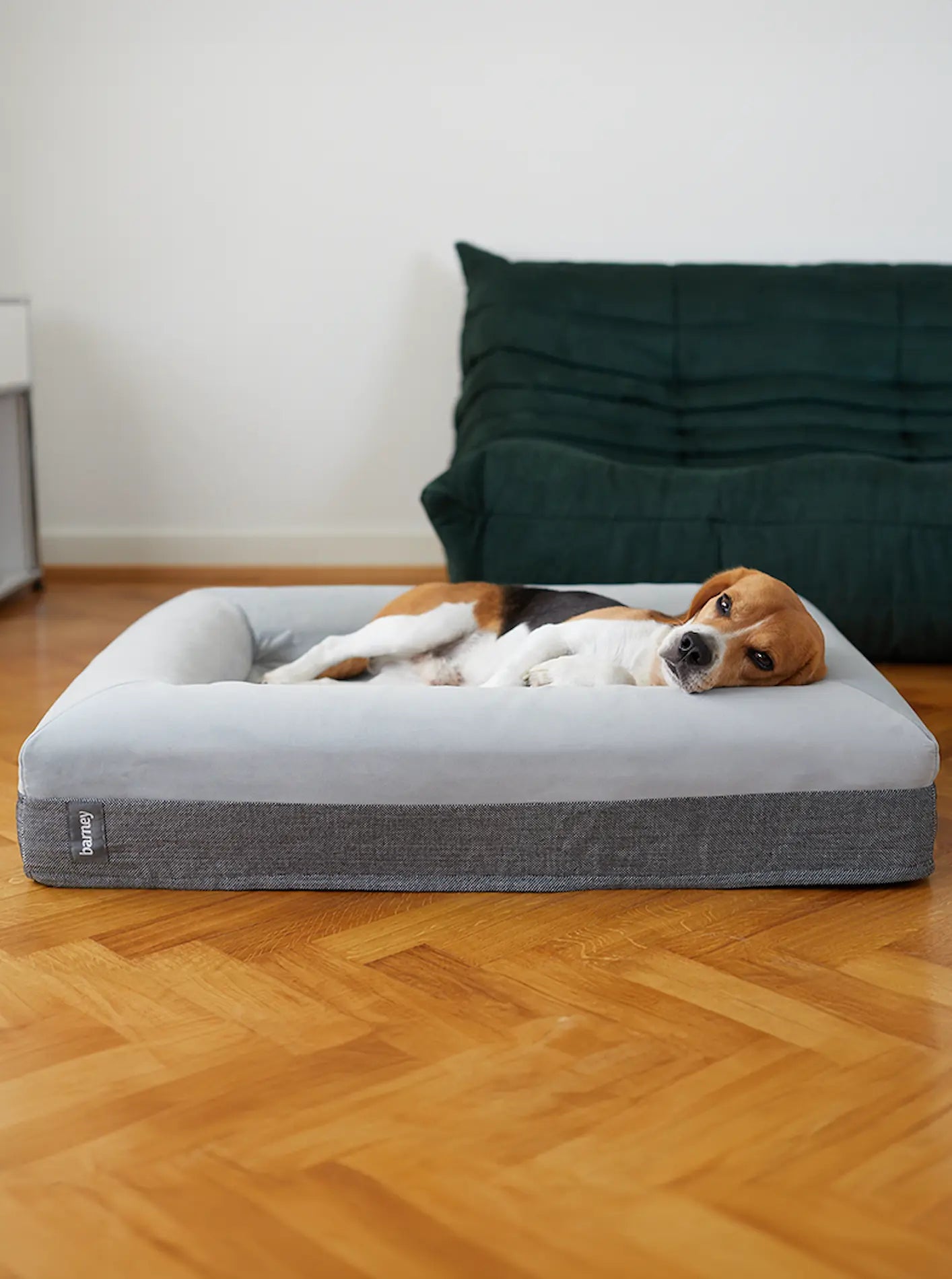 Beagle resting on a medium grey dog bed in a cozy home setting