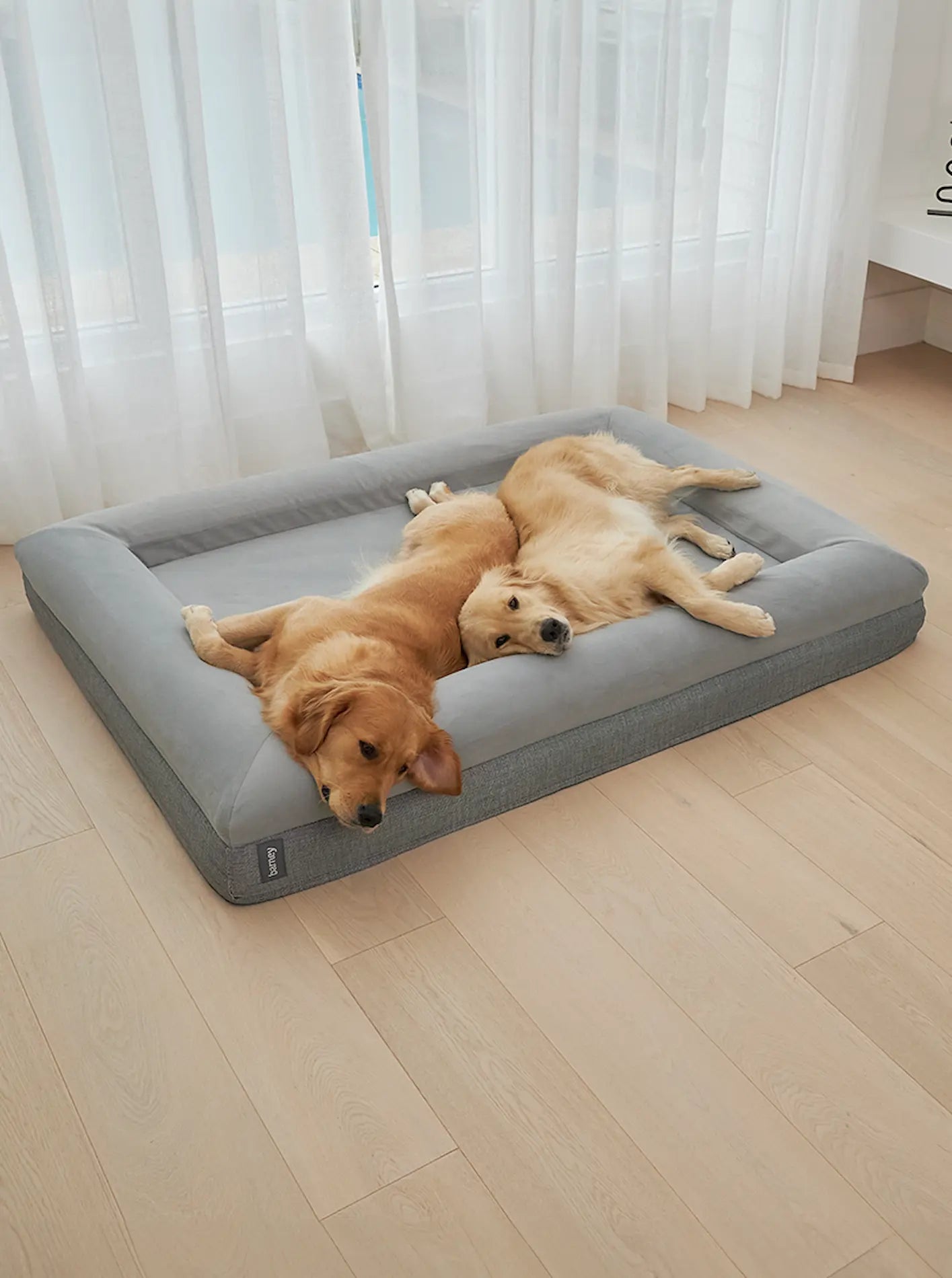 Two golden retrievers relaxing on an XL grey dog mattress