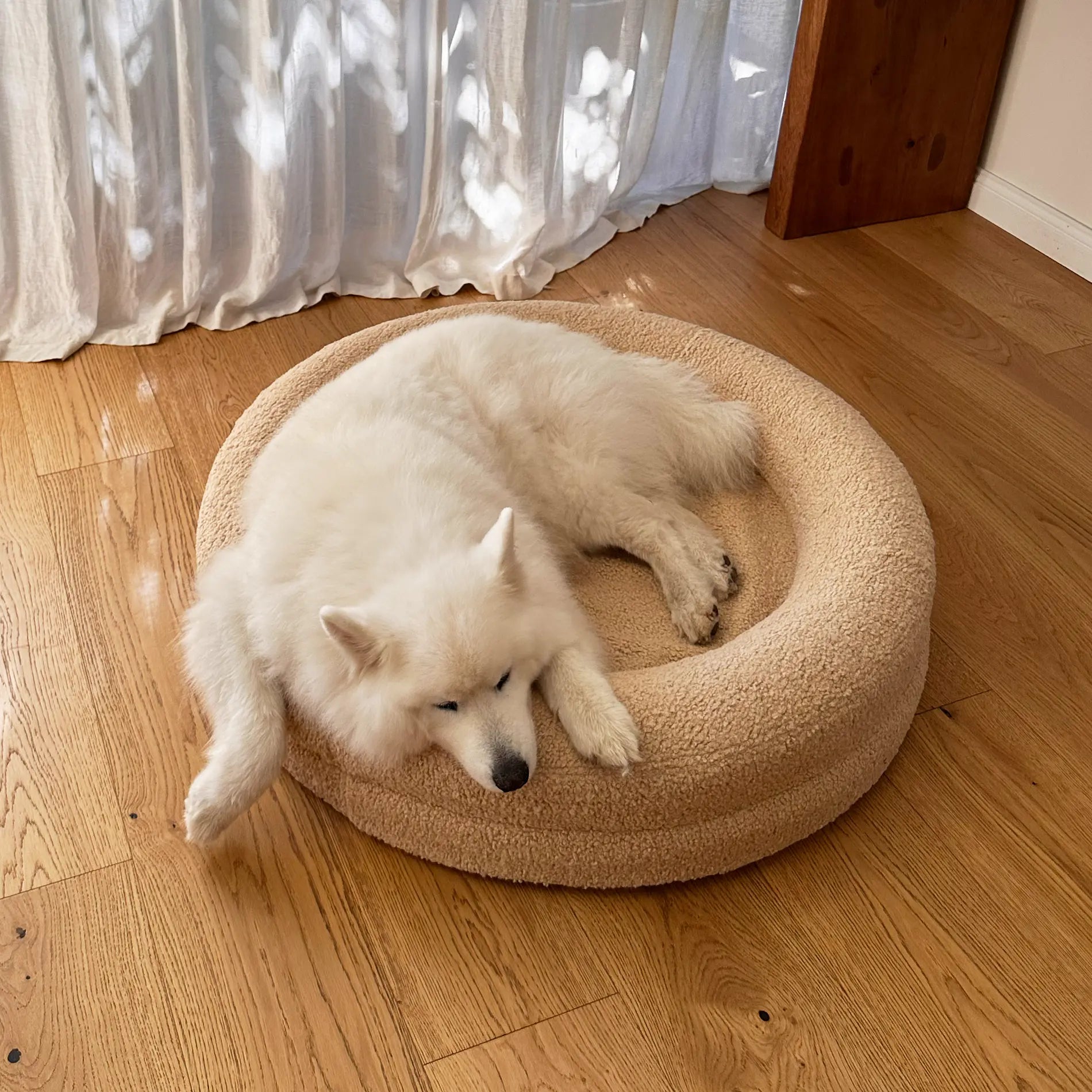White Samoyed dog resting on a beige pet bed