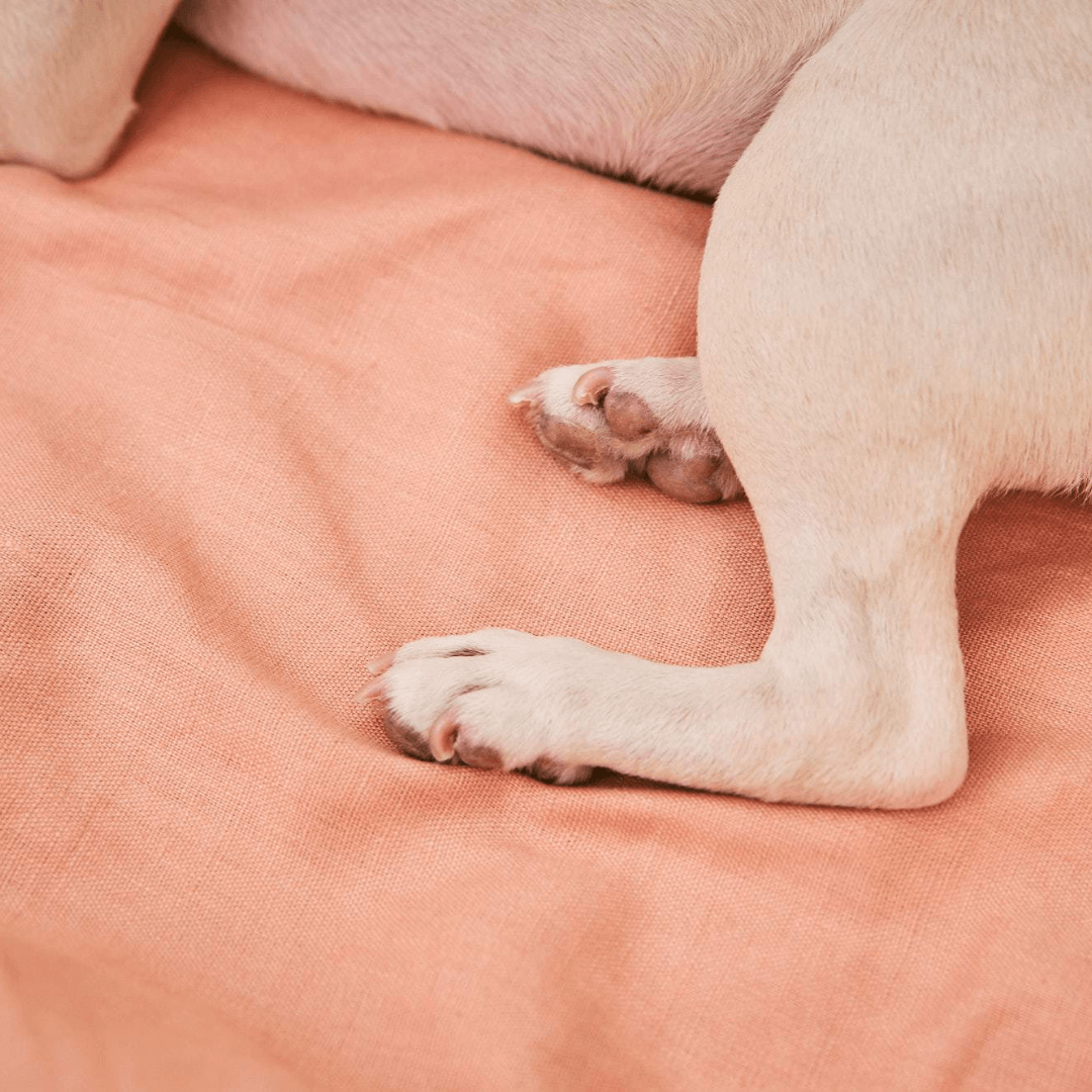 A French Bulldog rests on a pink dog bedding