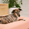 Brindle dog resting on a pink pet bed