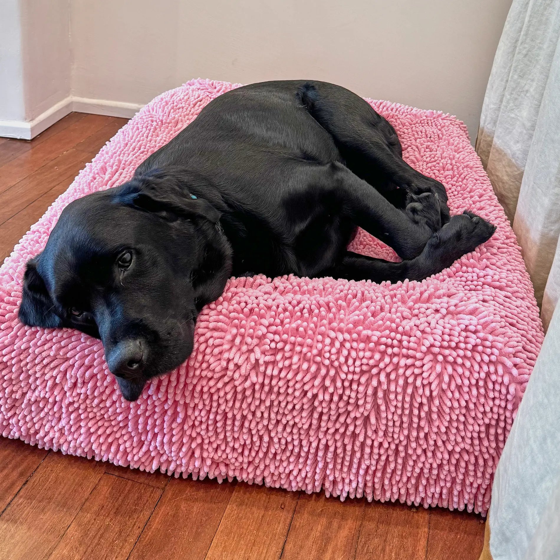 Black Labrador resting on a pink dog mattress