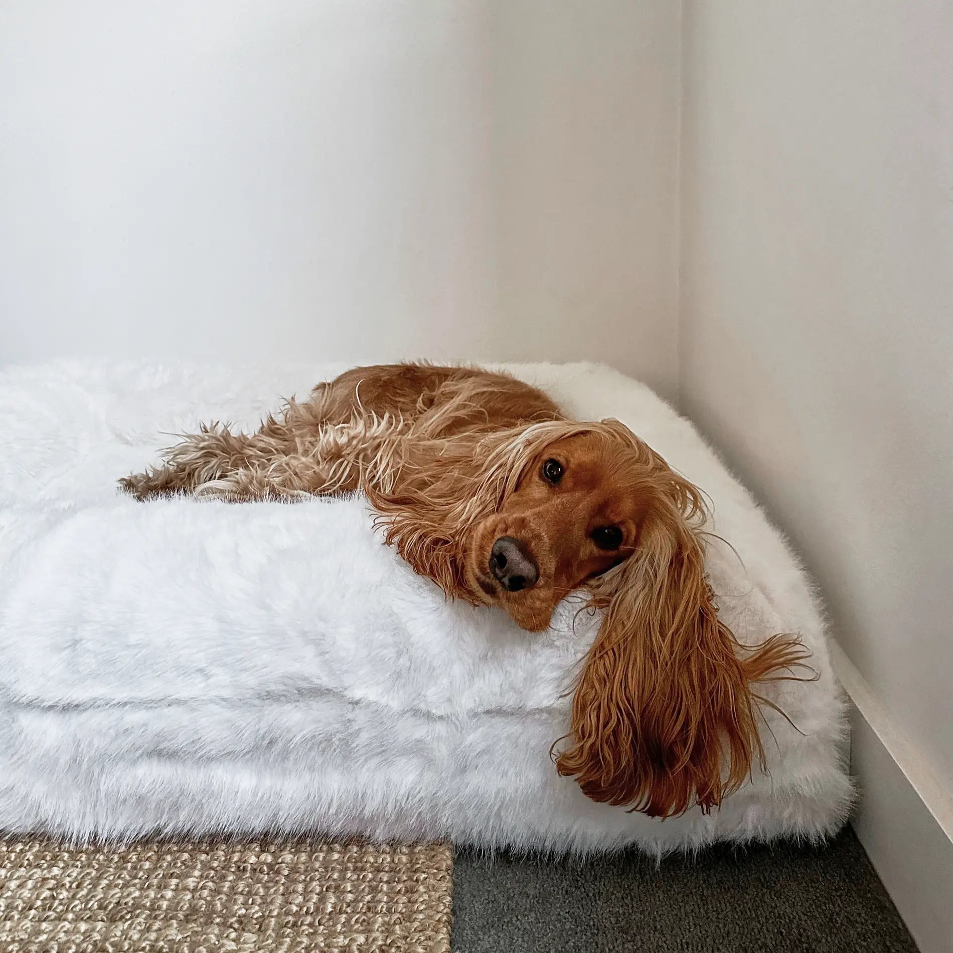 Cocker Spaniel resting on a white luxury dog bed