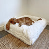 Cocker Spaniel resting on a fluffy white pet bed