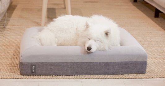 The search for the best dog bed
