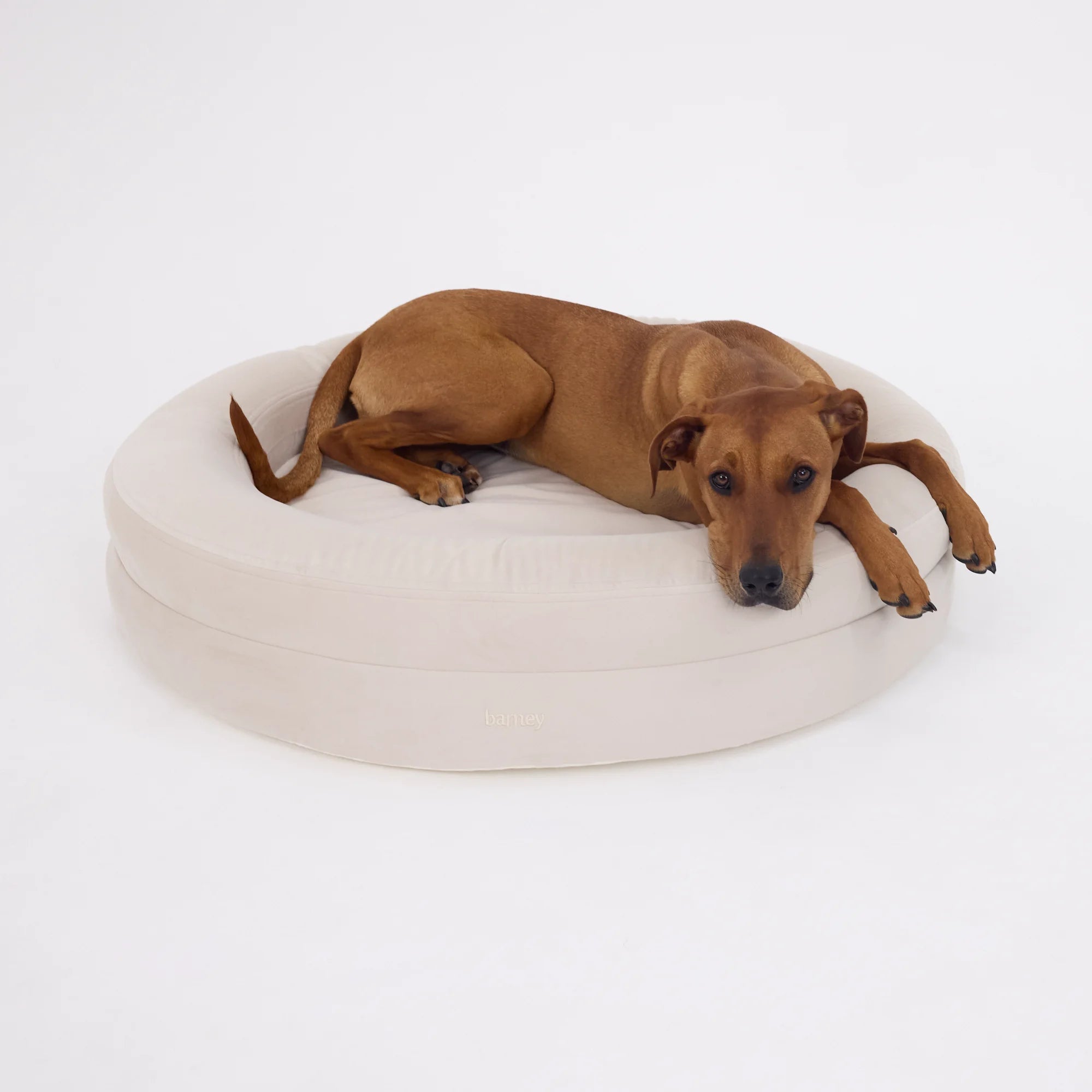 dogbed