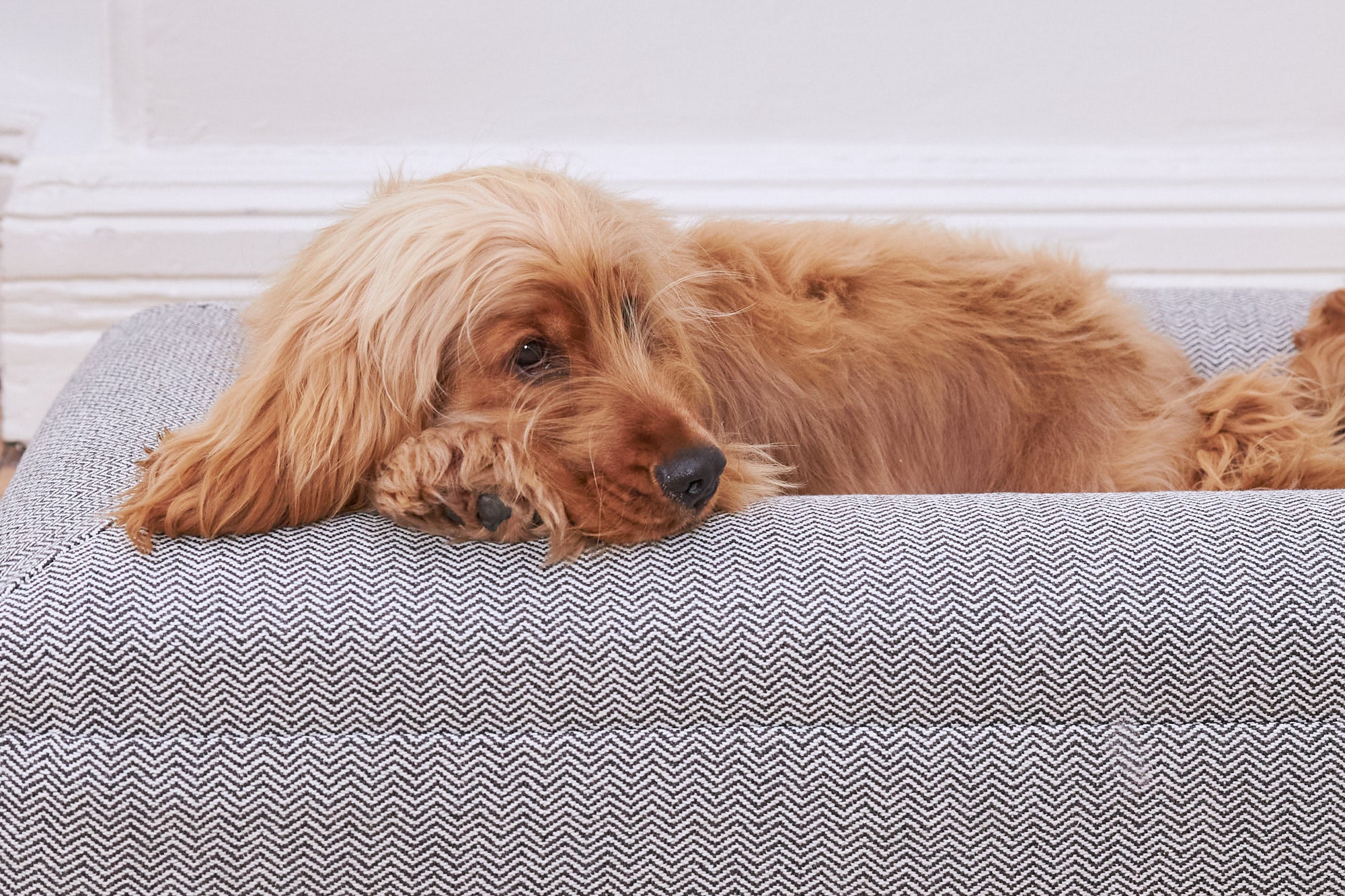 Golden dog resting on a grey herringbone dog mattress | Barney Bed