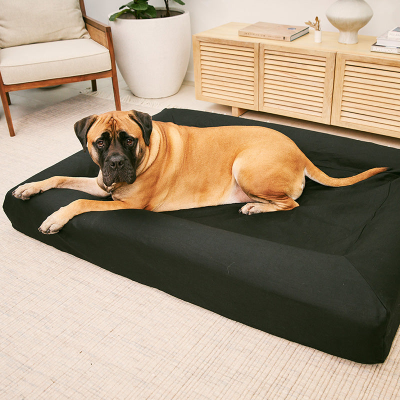 Big barker clearance dog bed australia